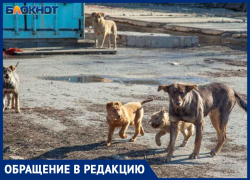 «Выхватили ребенка, когда животное было перед его лицом», - волжанка о бродячих собаках