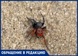 Ядовитые пауки в центре Волжского: на видео могли попасть смертельно-опасные особи