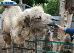 На территории Волжского жили верблюды: почему они исчезли и где их увидеть сегодня