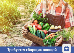 В Волжском предлагают собирать овощи за деньги