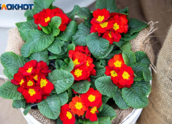 Усилится чувствительность и тяга к воспоминаниям: гороскоп на 19 февраля