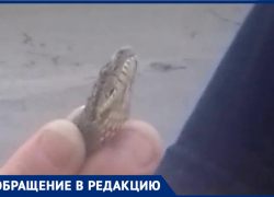 "Вот такое "зеленое чудо",- волжанка о пойманной змее
