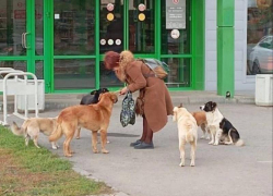 Атака бездомной собаки на ребенка в Волжском: жители требуют решения проблемы