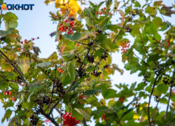 День тонкой грани осени и зимы: традиции, запреты, старинные приметы