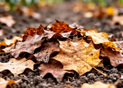 Власти Волжского дали разъяснение, куда девать листву и ветки