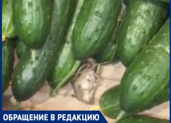 "Поднимаю огурец, а там дохлая мышь", - волжанка