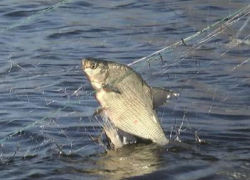 В Волгоградской области браконьерам грозит полгода за вылов рыбы.