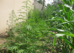 Волжанин во дворе разбил целую плантацию конопли