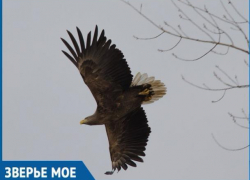 У Волжской ГЭС пролетал мощный орлан-белохвост