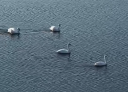 «Белые принцессы Ахтубы»: лебеди и уточки облюбовали парк Гайдыма и едят с рук у волжан