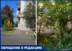 В Волжском жителей заставляют спилить насаждения и цветы у подъезда