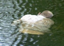 В Волжском на Козьем пляже нашли труп мужчины с простреленным лицом