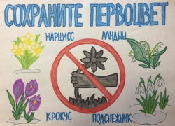 Юные волжане приняли участие в конкурсе рисунков о первоцветах