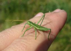 «Поддерживают жизнь поедая себя»: в Волгоградской области найдено редкое насекомое