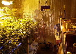 В Волжском в гаражах местный житель выращивал коноплю