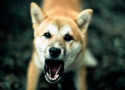 На западе Волгограда собака напала на 4-летнюю девочку