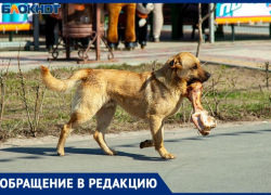 «Стая просто налетела не меня»: дикие собаки едва не искалечили молодую девушку в Волжском