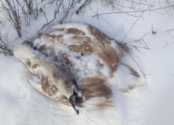 Одинокая смерть на Ахтубе: молодой лебедь не пережил морозную ночь в Волжском