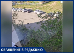 Бродячие собаки напугали волжанку, болеющую эпилепсией