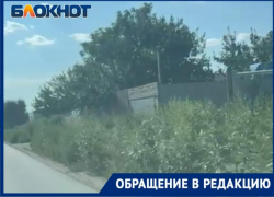 Кто ее грызть будет?Остров Зеленый зарос лебедой в сезон аллергии. Видео