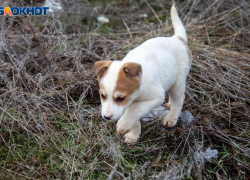 В Волжском возбудят уголовное дело из‑за агрессивных безнадзорных собак