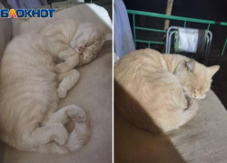 Рыжего ласкового кота отдают в добрые руки в Волжском