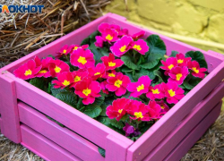 +5 градусов тепла ожидает жителей Волжского в воскресенье