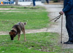 ГОСТ на выгул собак вступит в силу в апреле: сколько площадок должно быть в Волжском
