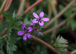 Где в Волжском встретить аистник обыкновенный и способен ли он навредить человеку