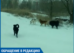 Бездомных собак нужно усыплять, - волжанин