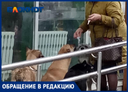 Пенсионерка прикормила стаю собак прямо на крыльце продуктового магазина в Волжском: видео