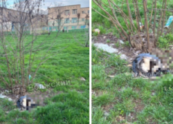 Во дворе дома в Волжском обнаружены тела шести животных в мусорных мешках