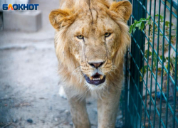 Волжский зооцентр с хищными африканскими животными принимает участие в сборе макулатуры