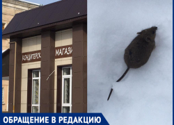 Волжанка увидела побег мыши в магазин 