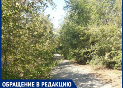"Вся улица в зарослях", - волжанка