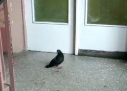 Волжане наткнулись на пернатого пациента "Фишера" около операционного блока