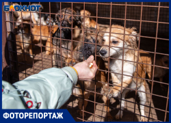 «Полсотни собак ели друг друга, запертые в комнате»: шокирующие подробности волжских волонтеров о спасенных животных 
