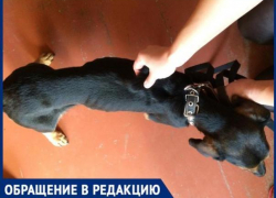 «Собак после платной передержки вернули истощенными», - волжанка