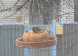 Жителям Волжского предлагают посчитать воробьев в помощь ученым 