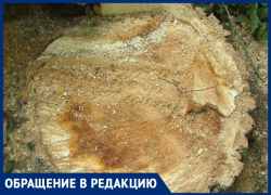 «Срубили здоровое дерево»: волжанка возмущена радикальными действиями коммунальщиков