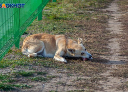 100 тысяч рублей мэрия Волжского выплатит искусанной стаей собак девочке
