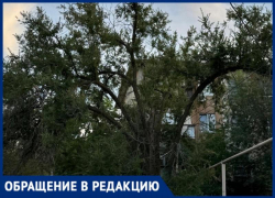 В Волжском активные жители не могут добиться спила опасного дерева у детской площадки