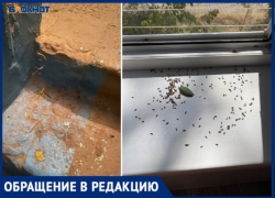 Жучки и грязный подъезд: УК ООО «Лада Дом» не следит за своими домами в Волжском