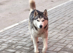 Хаски с гетерохромией каждую ночь приходит к супермаркету в Волжском в поисках еды и хозяина