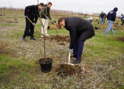 В Волжском в парке «Солнечный» появились 50 саженцев виргинской черемухи