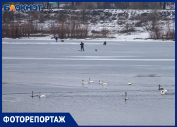 На тонком льду: как птицы и рыбаки проводят зиму на Ахтубе