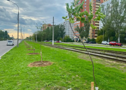 В Волжском осенью высадят около 7,5 тысячи деревьев и кустарников