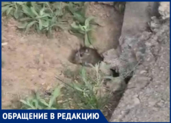 Крысы заполонили 32 микрорайон в Волжском: видео