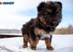 Почти 10 000 укусов: Волгоградская область столкнулась с ростом нападений животных