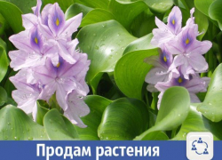 Прекрасные плавающие растения продают в Волжском